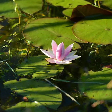 Lodge Terragora - Atypique